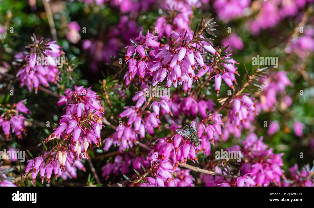 Erica carnea winter heath, winter-flowering heather, spring alpine heath pink Flowers. Flowering Erica carnea Ornamental plant, close up, nobody Stock Photo