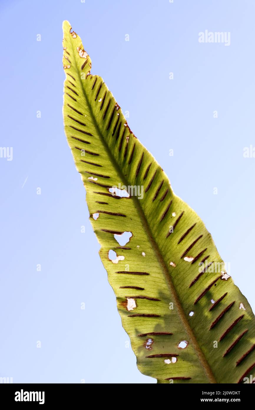 Looking under the leaf of a Stag's Tongue Fern or hart's-tongue fern (Asplenium scolopendrium) Stock Photo