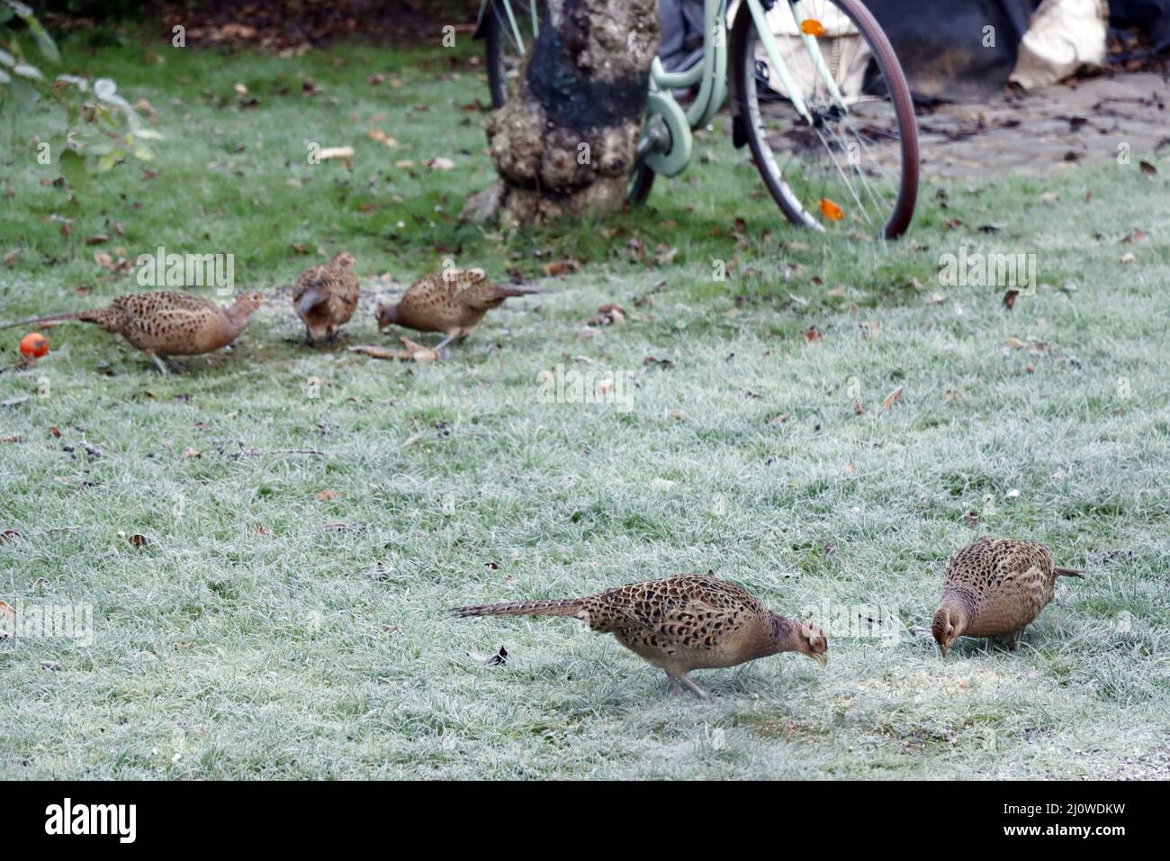 Group of several female pheasants (Phasanius colchicus) looking for food in the garden Stock Photo