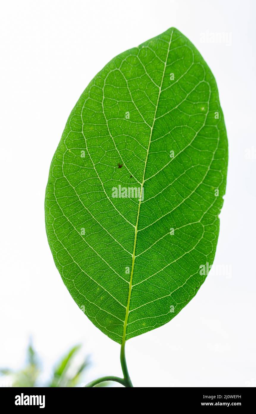Sweetsop (Sugar-apple) Leaf Stock Photo
