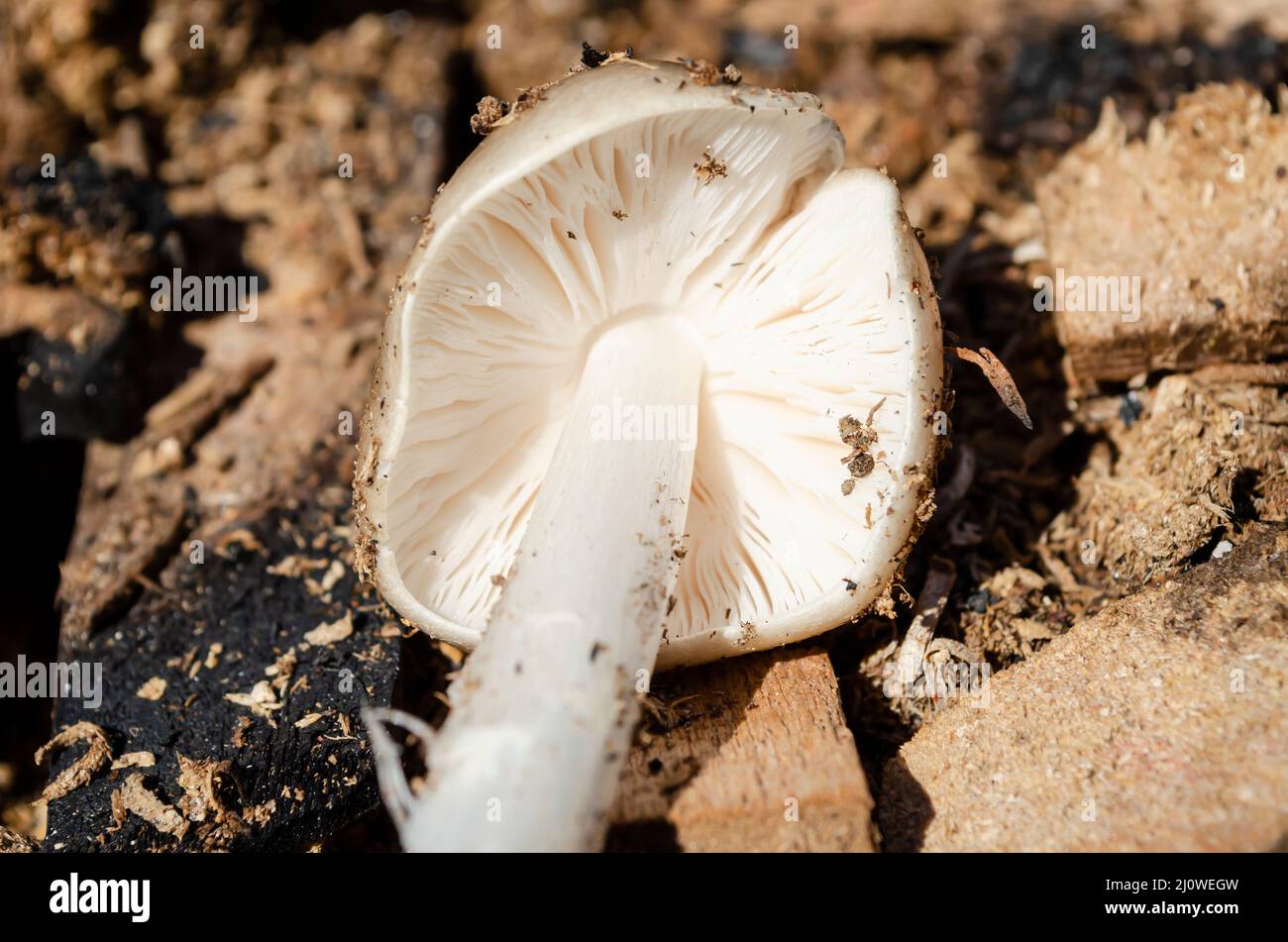 Pluteus Petasatus Mushroom Gill And Stem Stock Photo