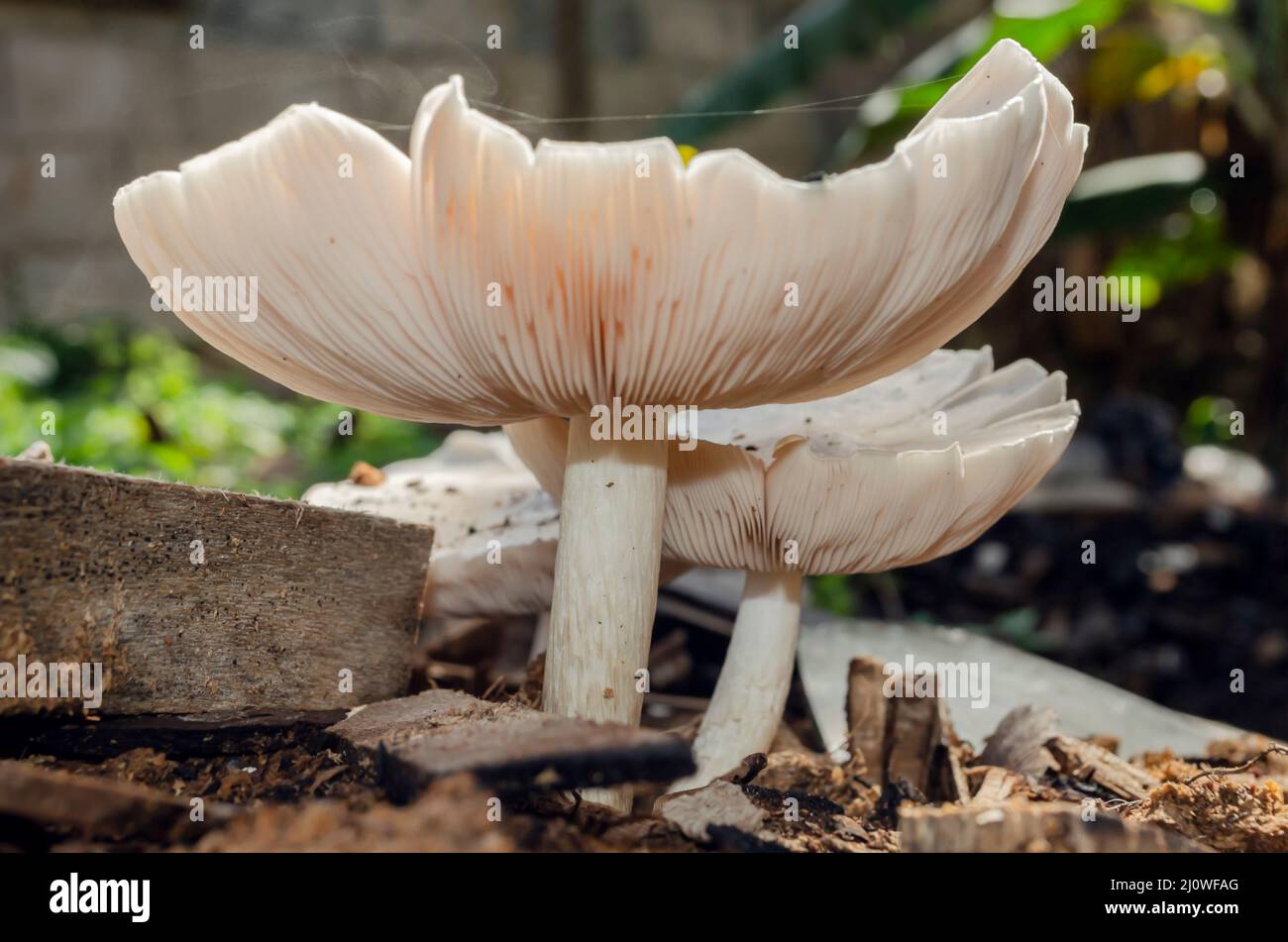 Gills Of Glistening Inkcap Mushrooms Stock Photo