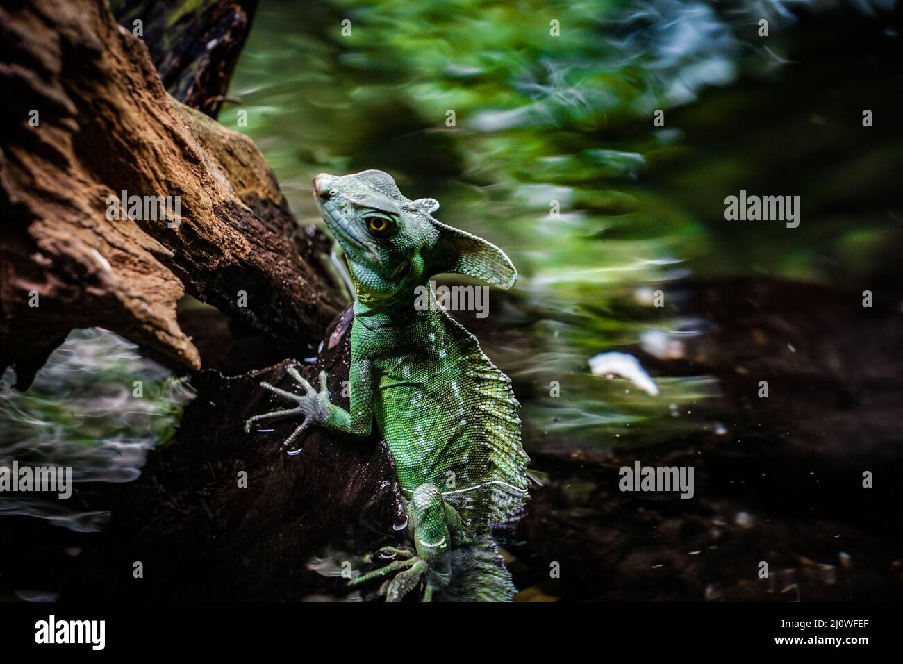Green Basilisk (Reptilia Squamata lizards) Stock Photo