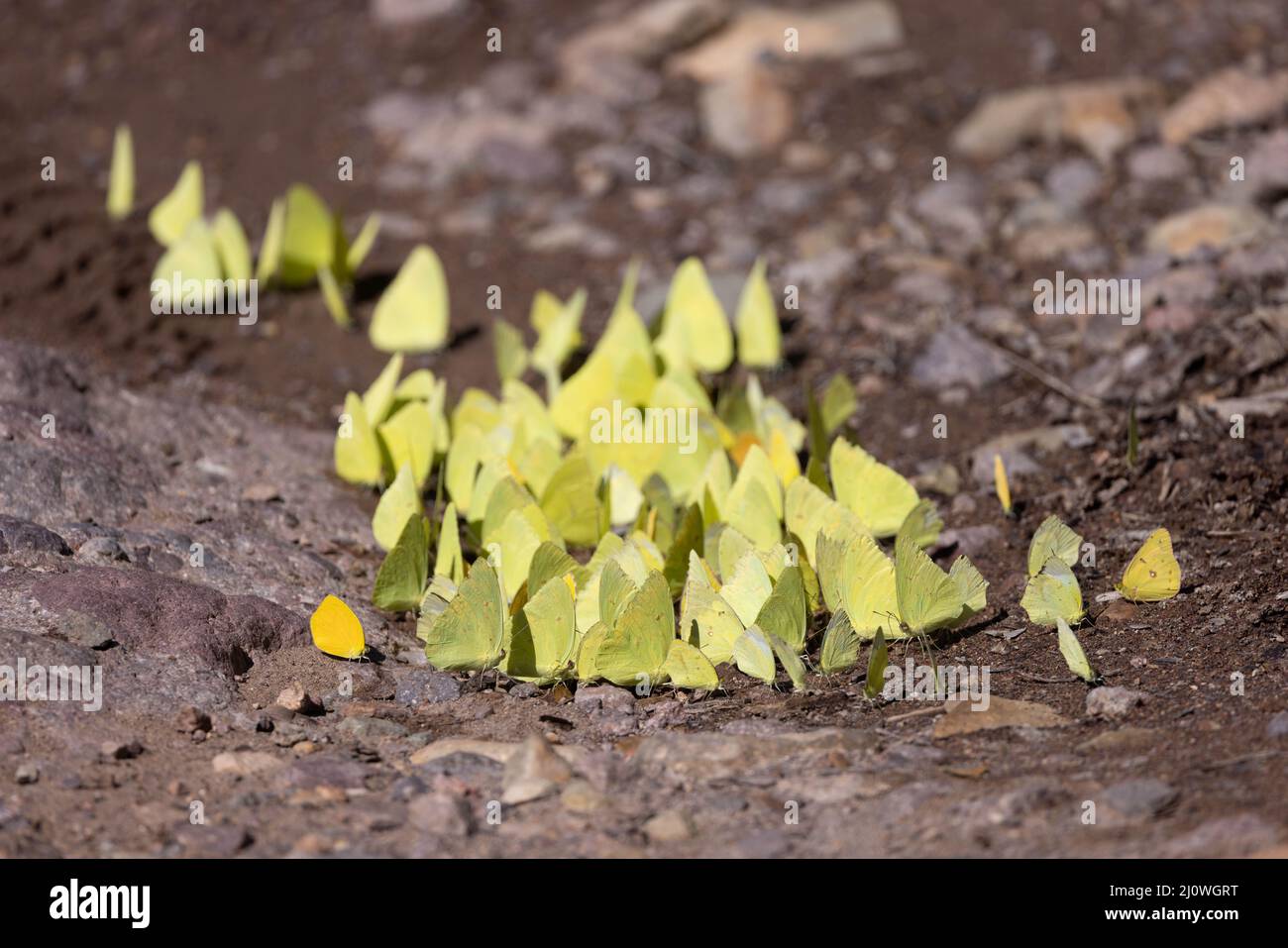 Sulphur Butterflies, Huachuca Mountins, Arizona, USA. Stock Photo