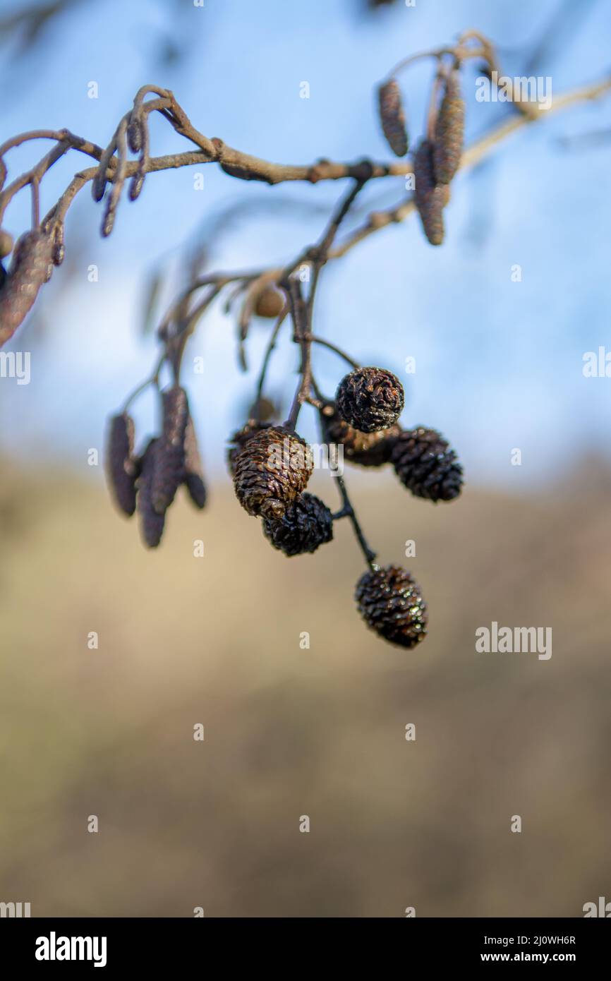 European black alder (Alnus glutinosa) also known as Common , Black or Europen alder. Hanging male i Stock Photo