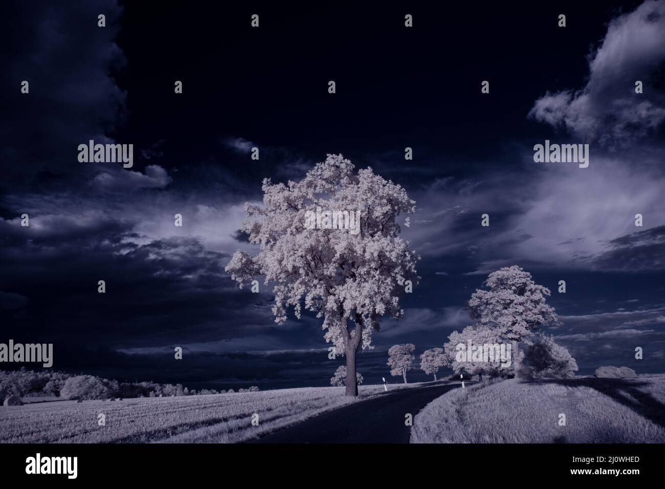 Chilling view of trees along the road in the winter landscape Stock