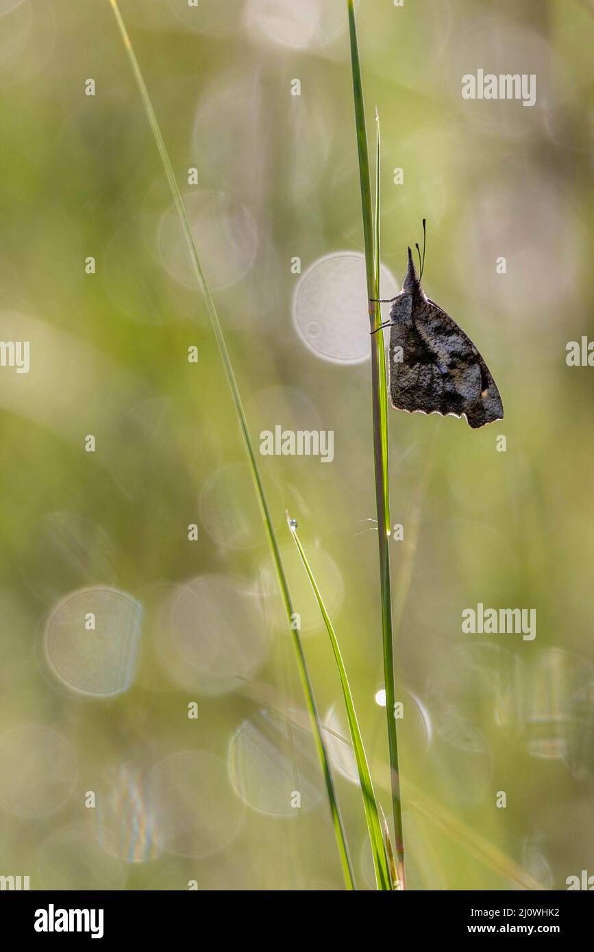 American Snout Butterfly, Huachuca Mountains, Arizona, USA. Stock Photo