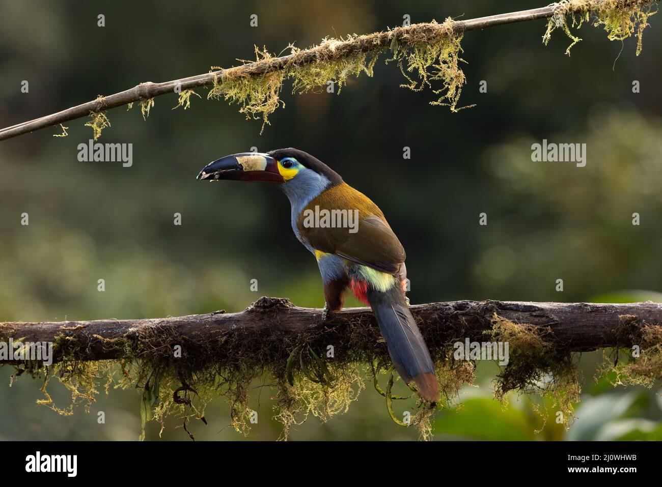 Plate billed Mountain Toucan In Ecuador Stock Photo Alamy plate-billed-mountain-toucan-in-ecuador-stock-photo-alamy