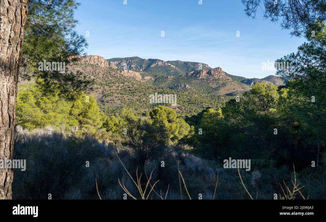 A landscape view of Spanish semi-desert with low green vegetation and small mountains framed by trees Stock Photo