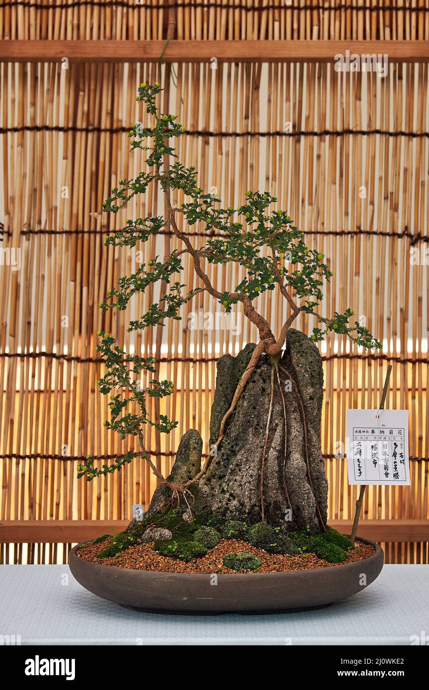 Chrysanthemum bonsai in flower exhibition at Yasukuni Shrine (Ki Stock Photo