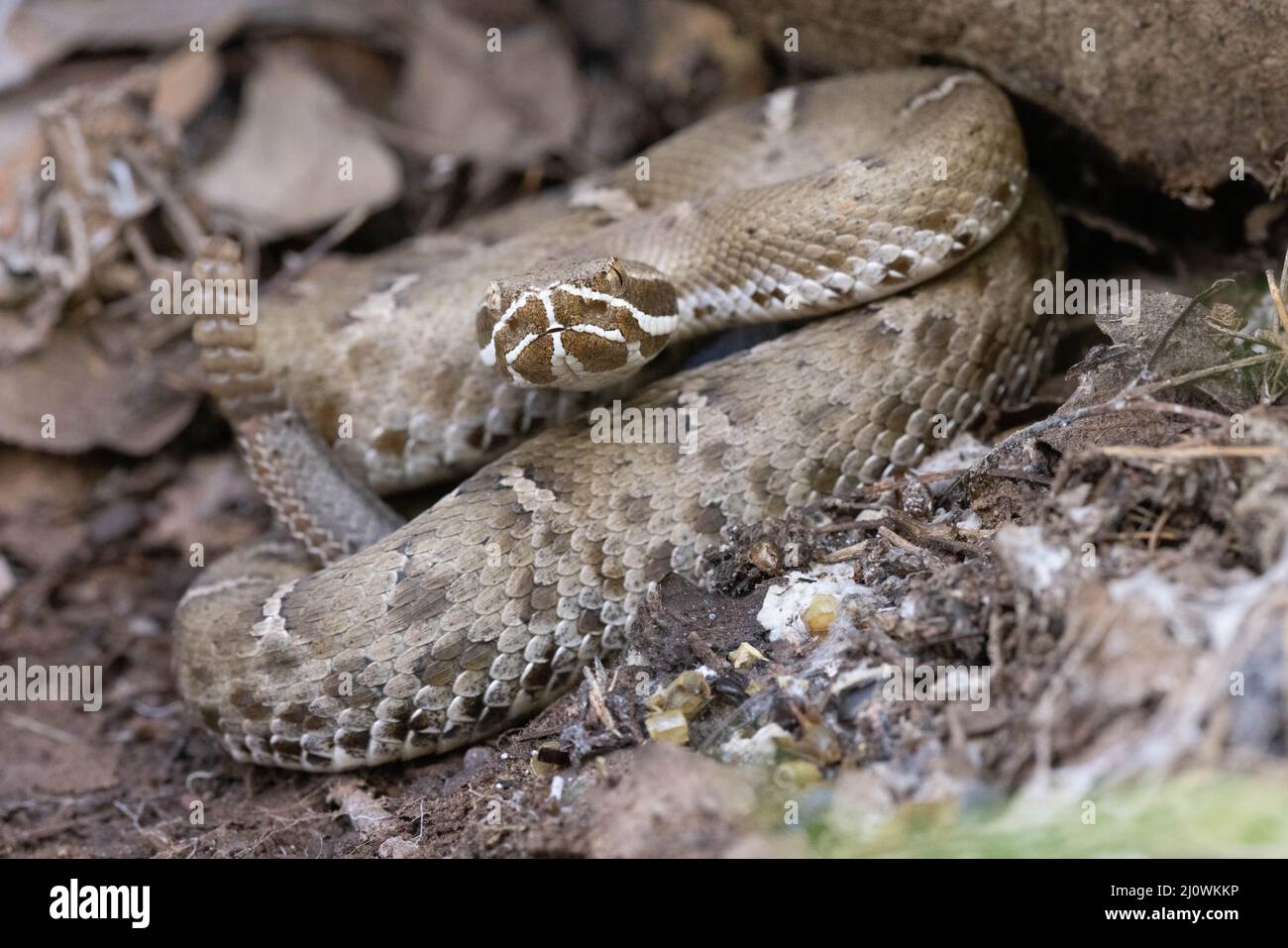 Arizona Ridgenosed Rattlesnake, Huachuca Mountains, Arizona, USA Stock