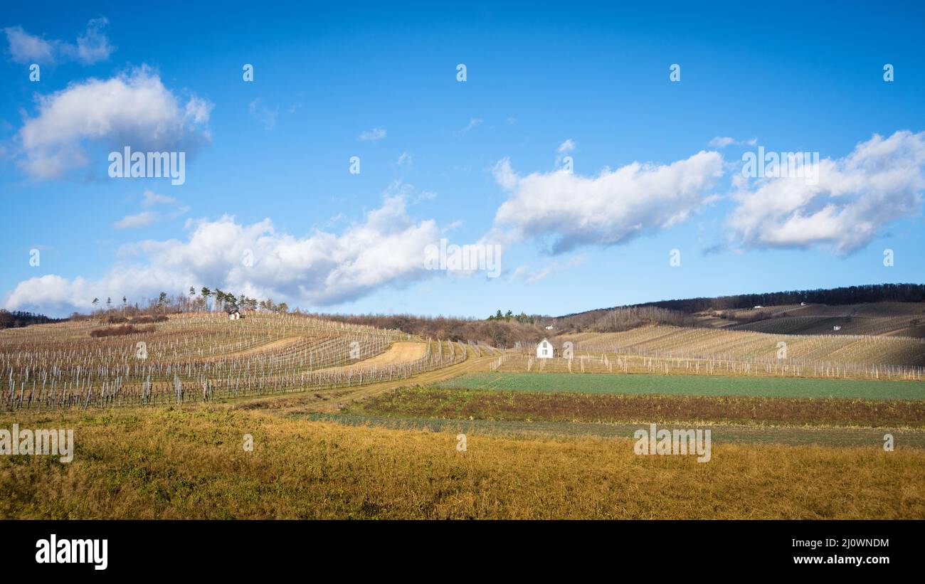 Vineyards during autumn at Northern Burgenland, Austria Stock Photo