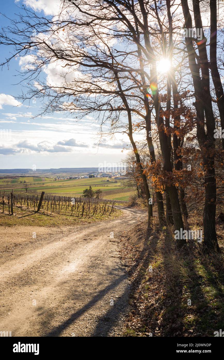 Sunny vineyard in winter in burgenland Stock Photo