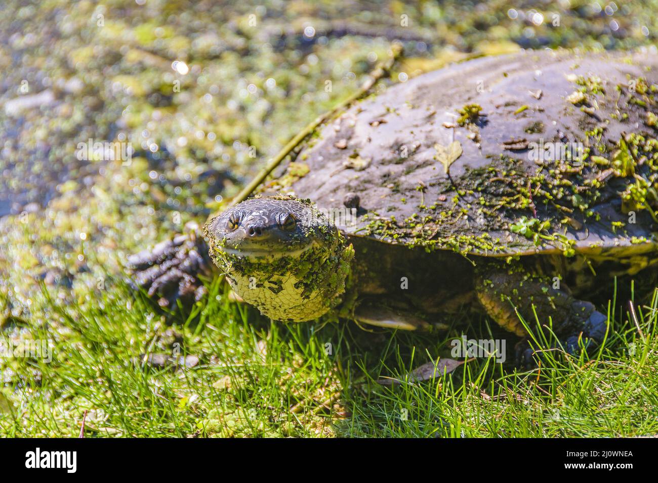 Small Turtle High Angle, Flores, Uruguay Stock Photo - Alamy