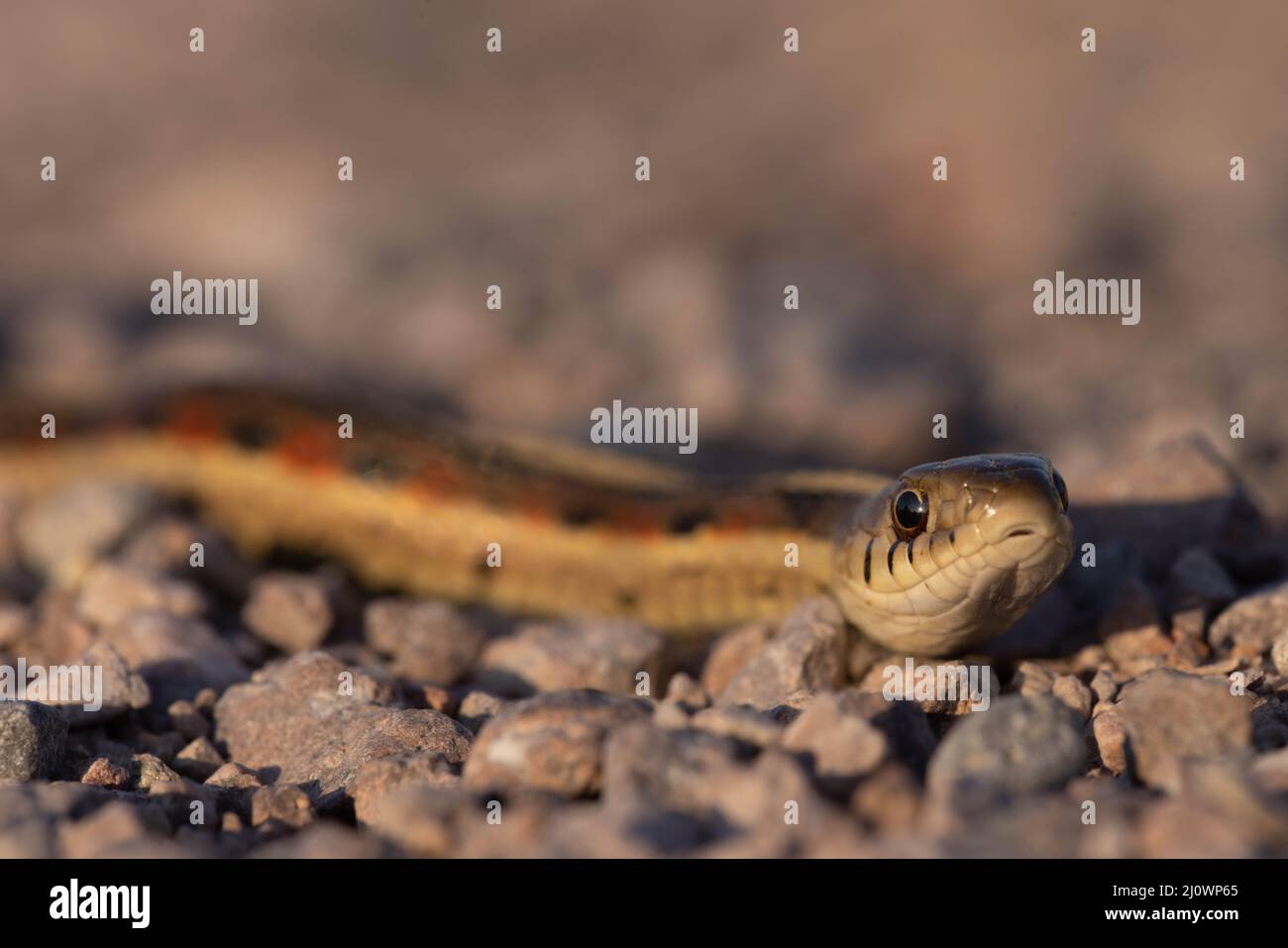 New Mexico Garter Snake, Bosque del Apache National Wildlife Refuge, New Mexico, USA. Stock Photo