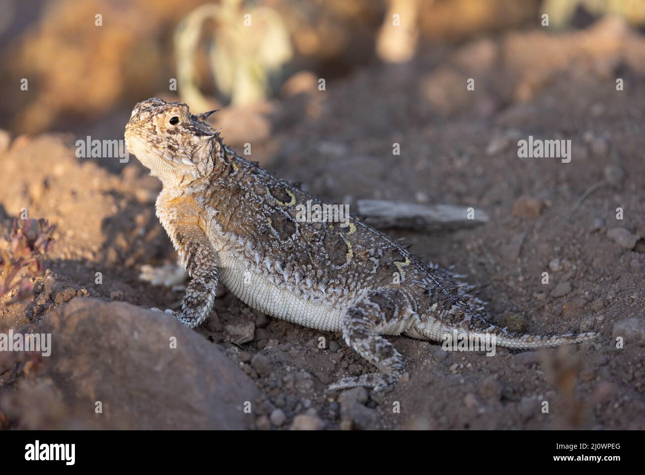 Texas Horned Lizard, Socorro, New Mexico, USA. Stock Photo
