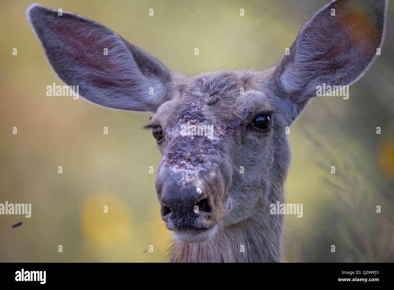 Rocky Mountain Mule Deer doe, Bosque del Apache National Wildlife