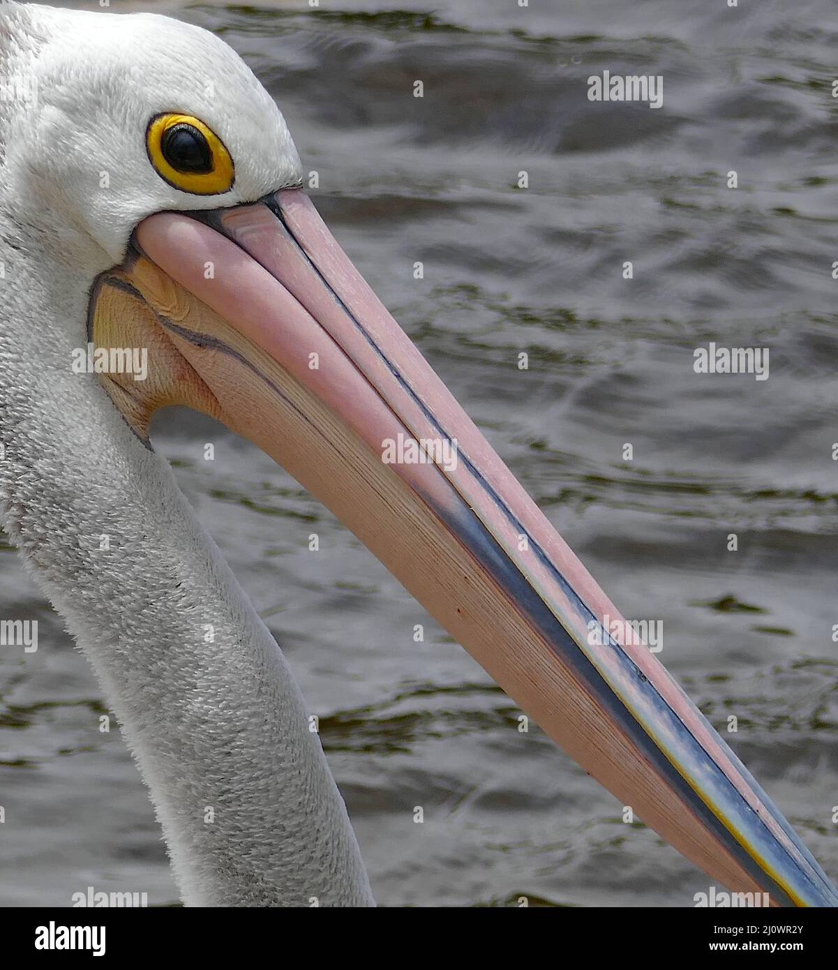 Pelican close up detail of head and long bill. Stock Photo