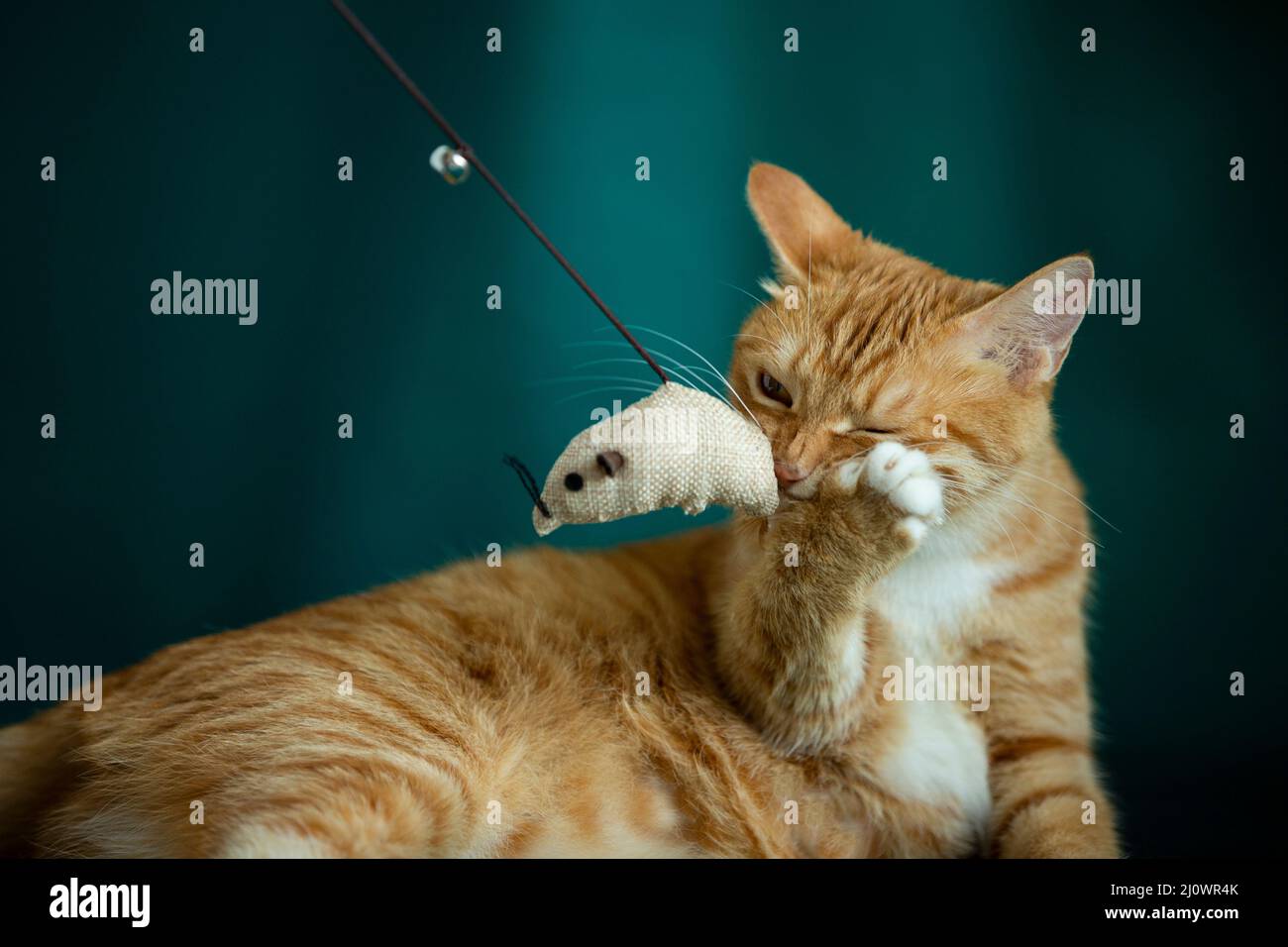 Cat biting toy mouse hires stock photography and images Alamy