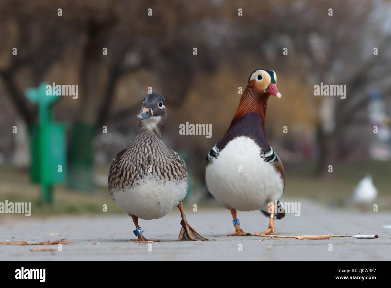 A pair of mandarin ducks on a walker Stock Photo