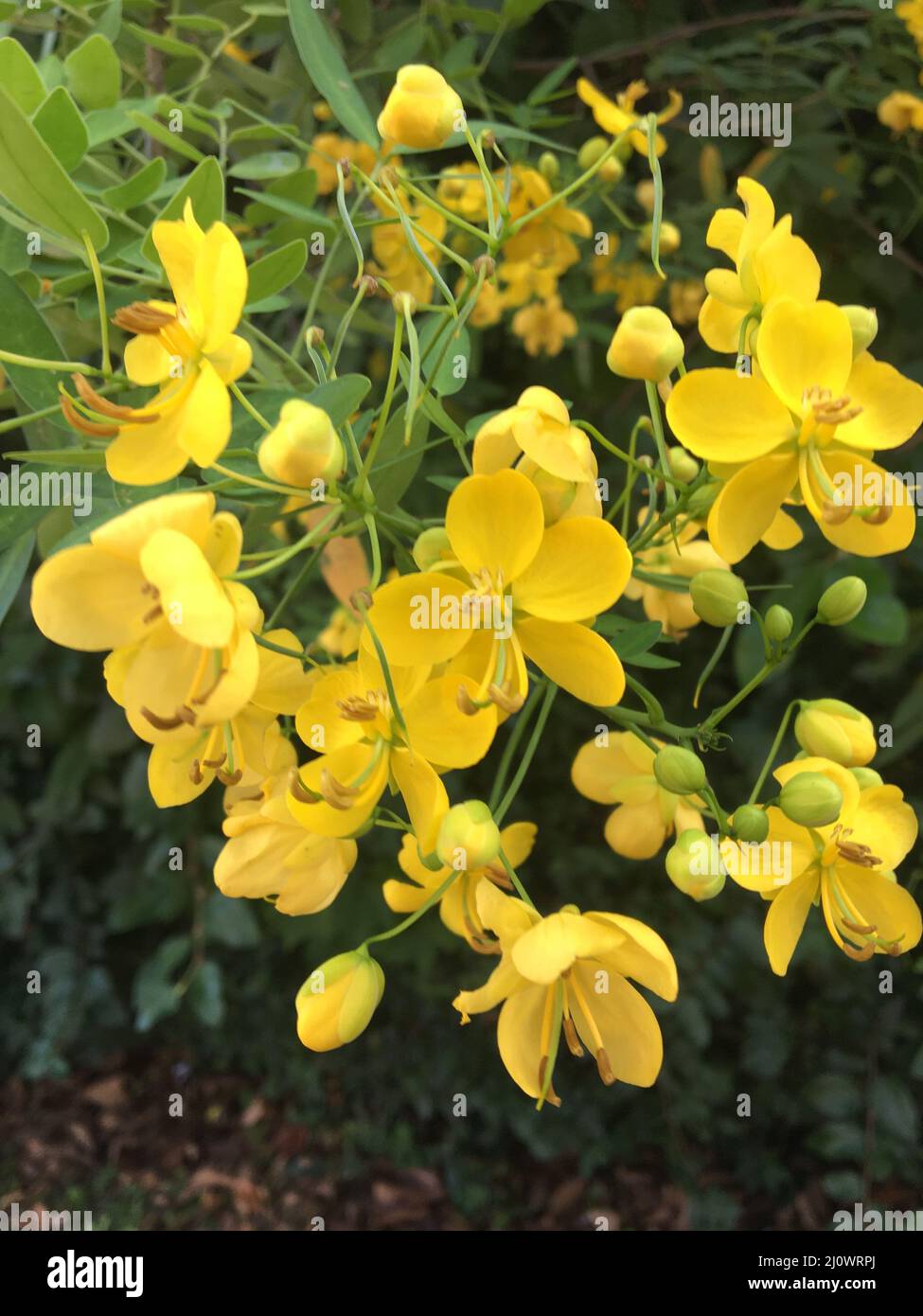 Yellow flowers of a Senna bicapsularis Stock Photo
