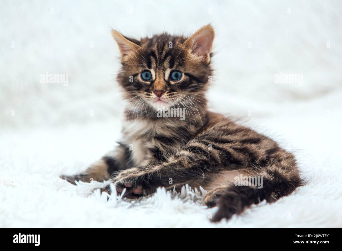 Cute dark grey charcoal longhaired bengal kitten laying on a furry