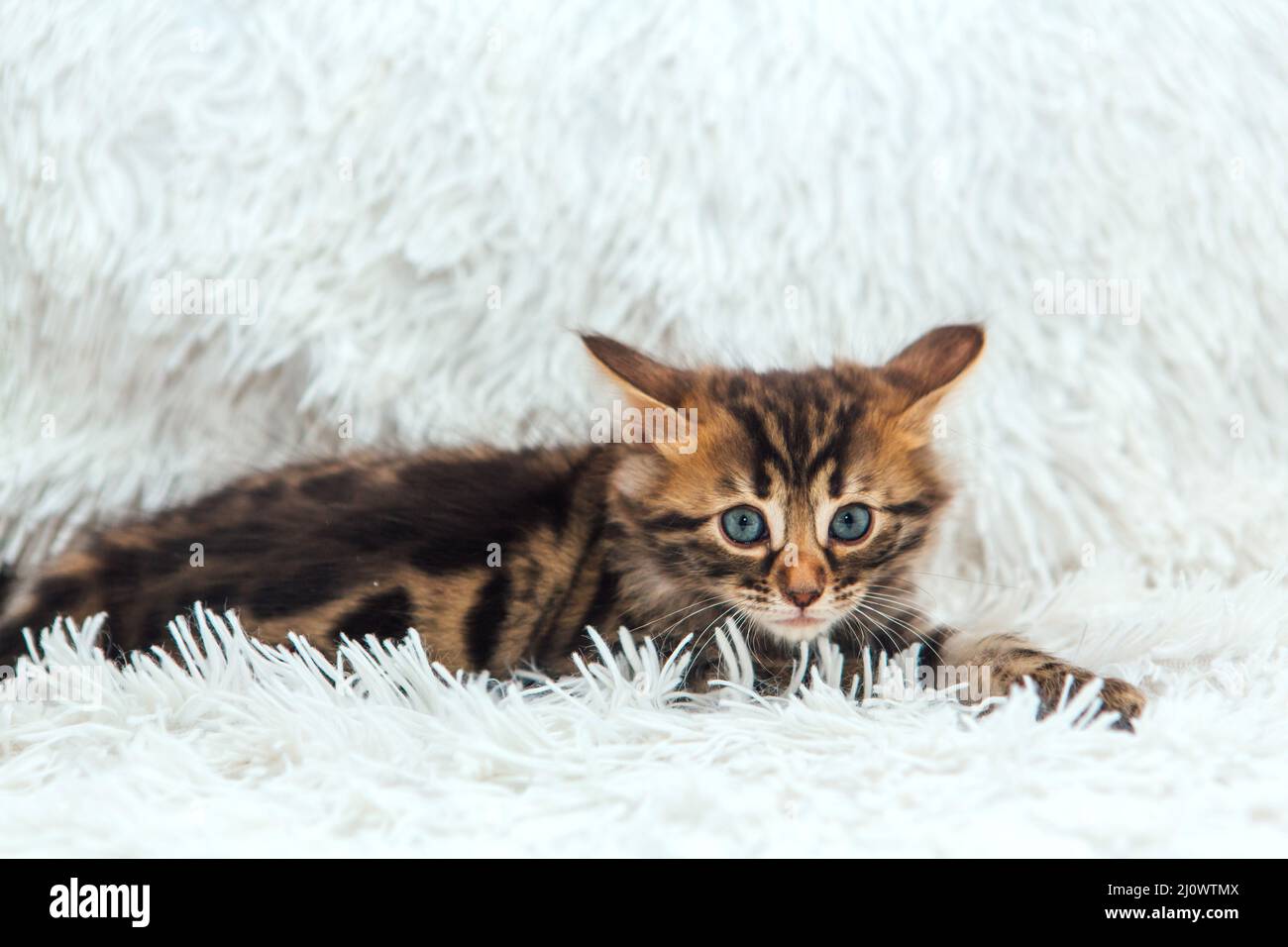 Cute dark grey charcoal longhaired bengal kitten laying on a furry