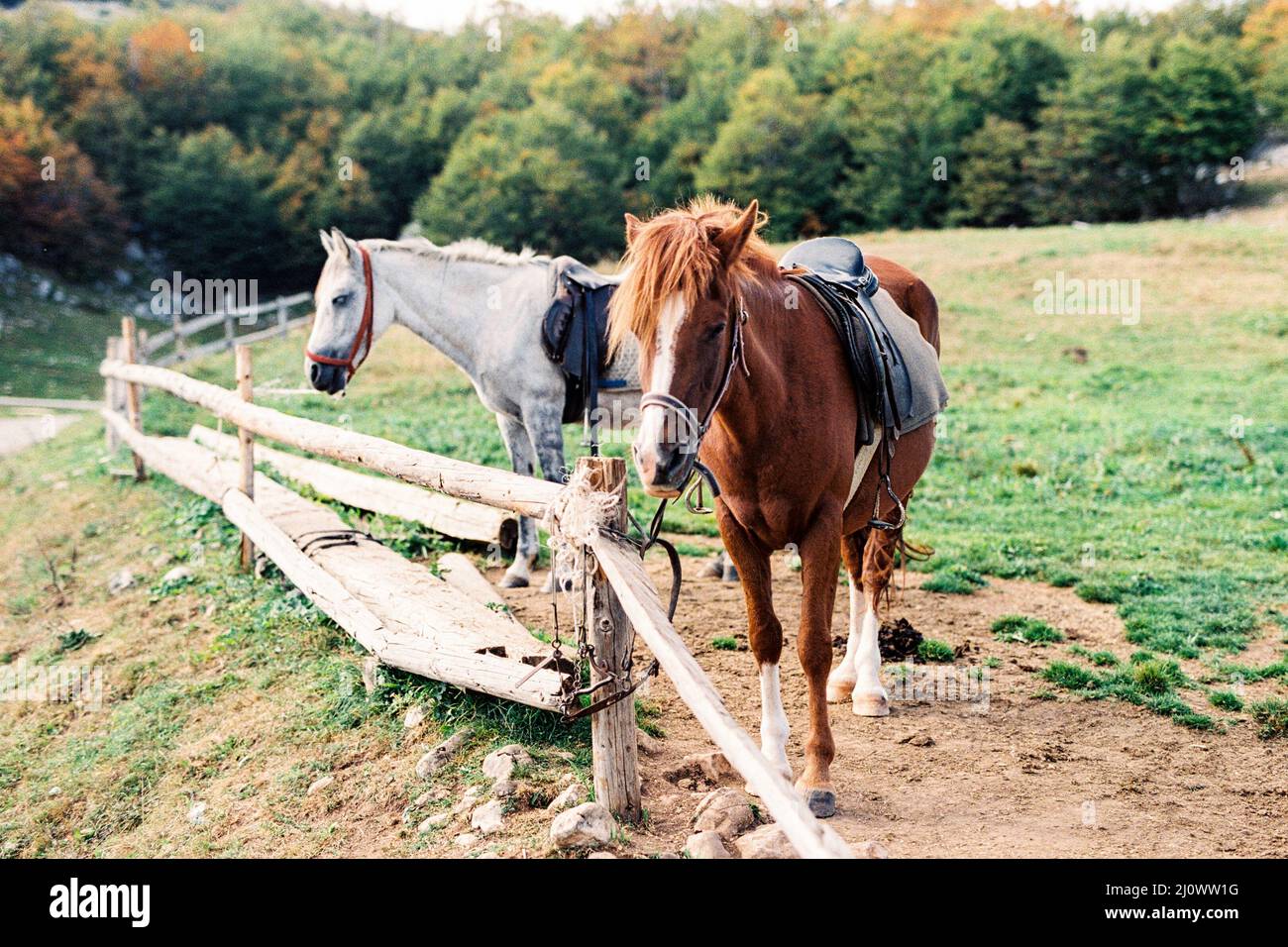 Horses on the farm stand at the hitching post Stock Photo