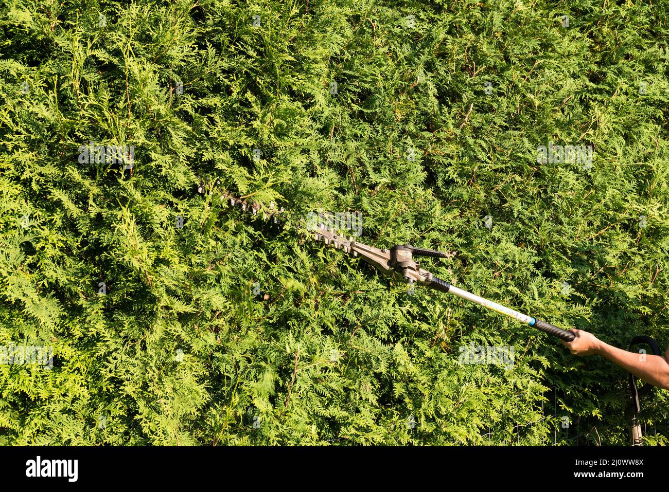 Gardener trimming hedges with pole shears - hedge trimmer Stock Photo
