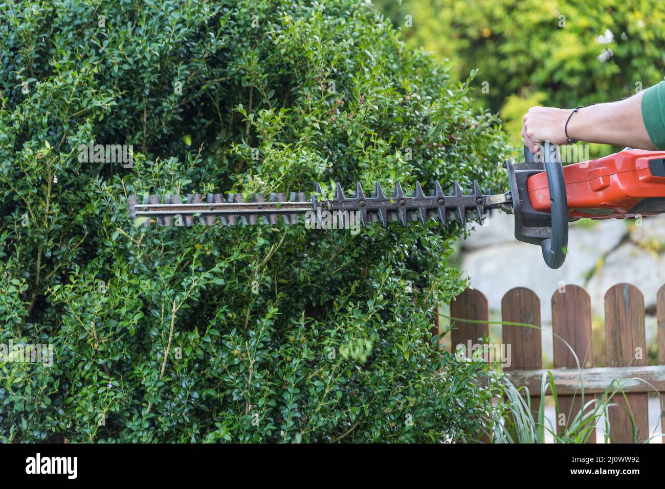 Gardener cuts boxwood with electric hedge trimmer - closeup Stock Photo