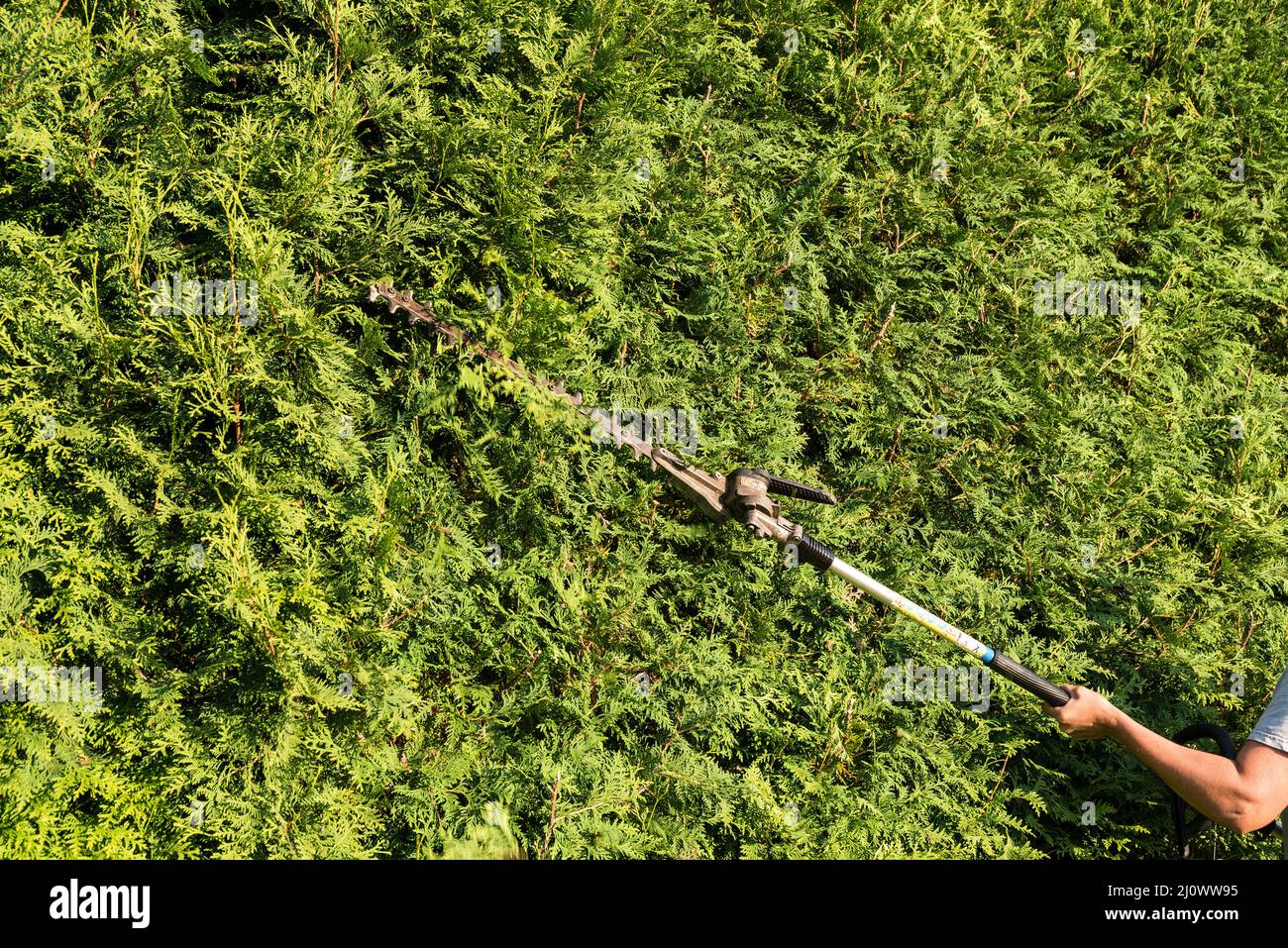 Gardener cuts thuja hedge with hedge trimmer - closeup Stock Photo