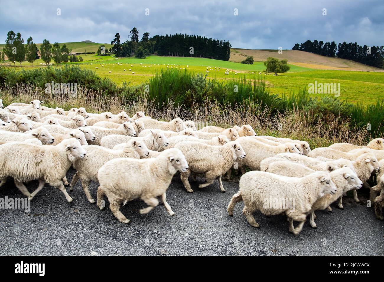 Flock of sheep crossing the road hi-res stock photography and images ...