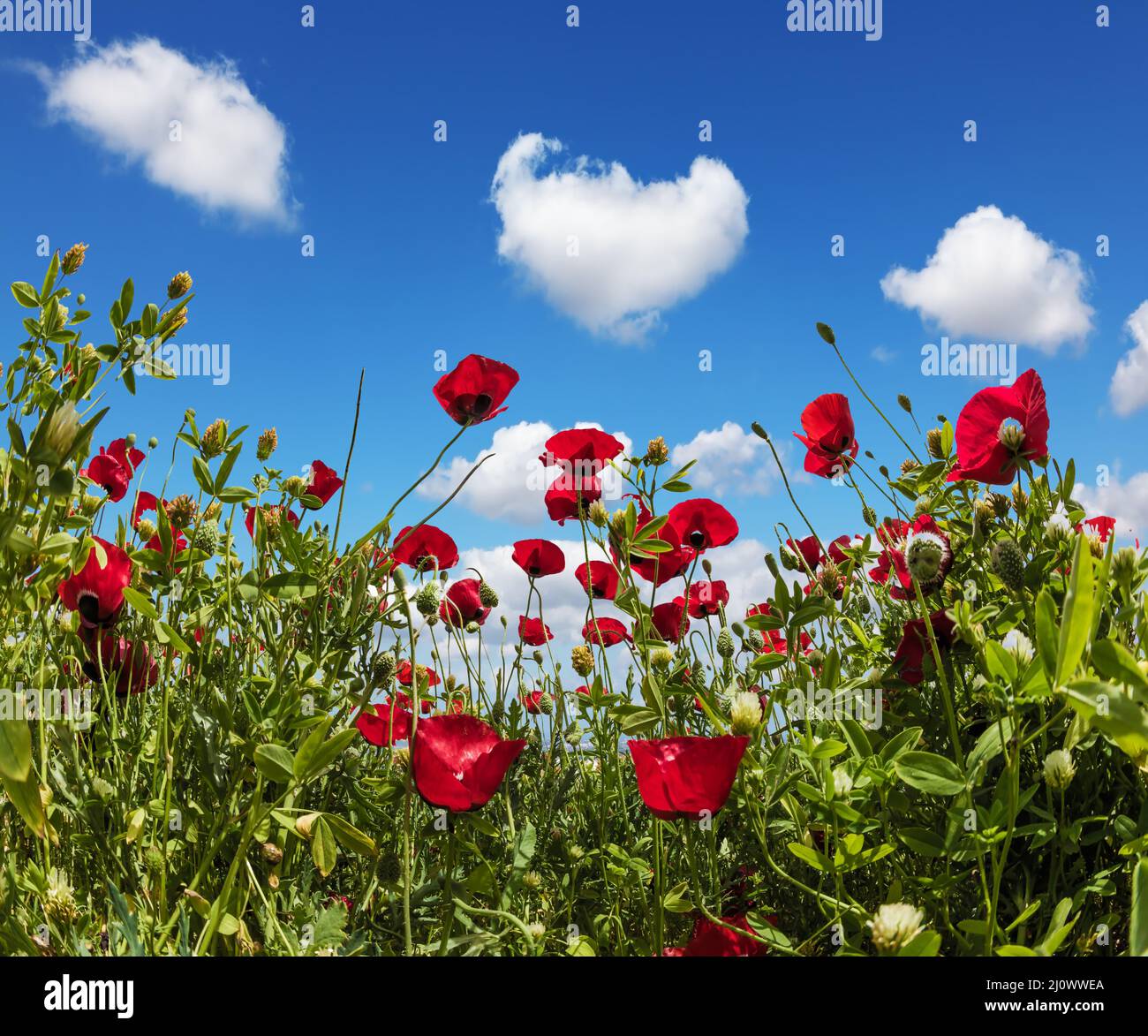 Light cumulus clouds in the blue spring sky Stock Photo