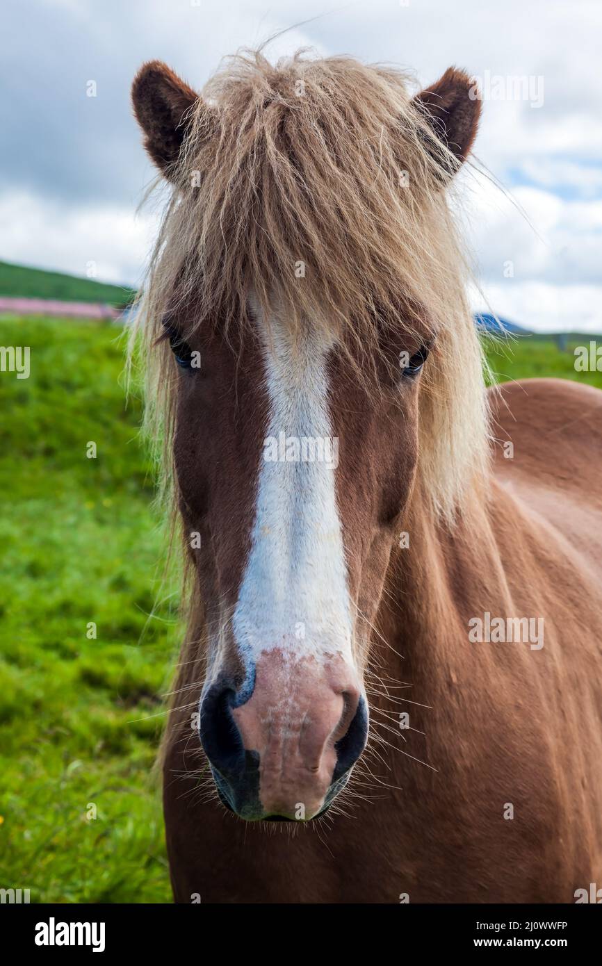 Only one breed of horse lives in Iceland Stock Photo