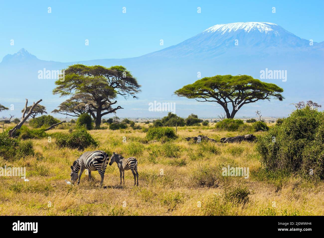 Herd of striped zebras graze Stock Photo