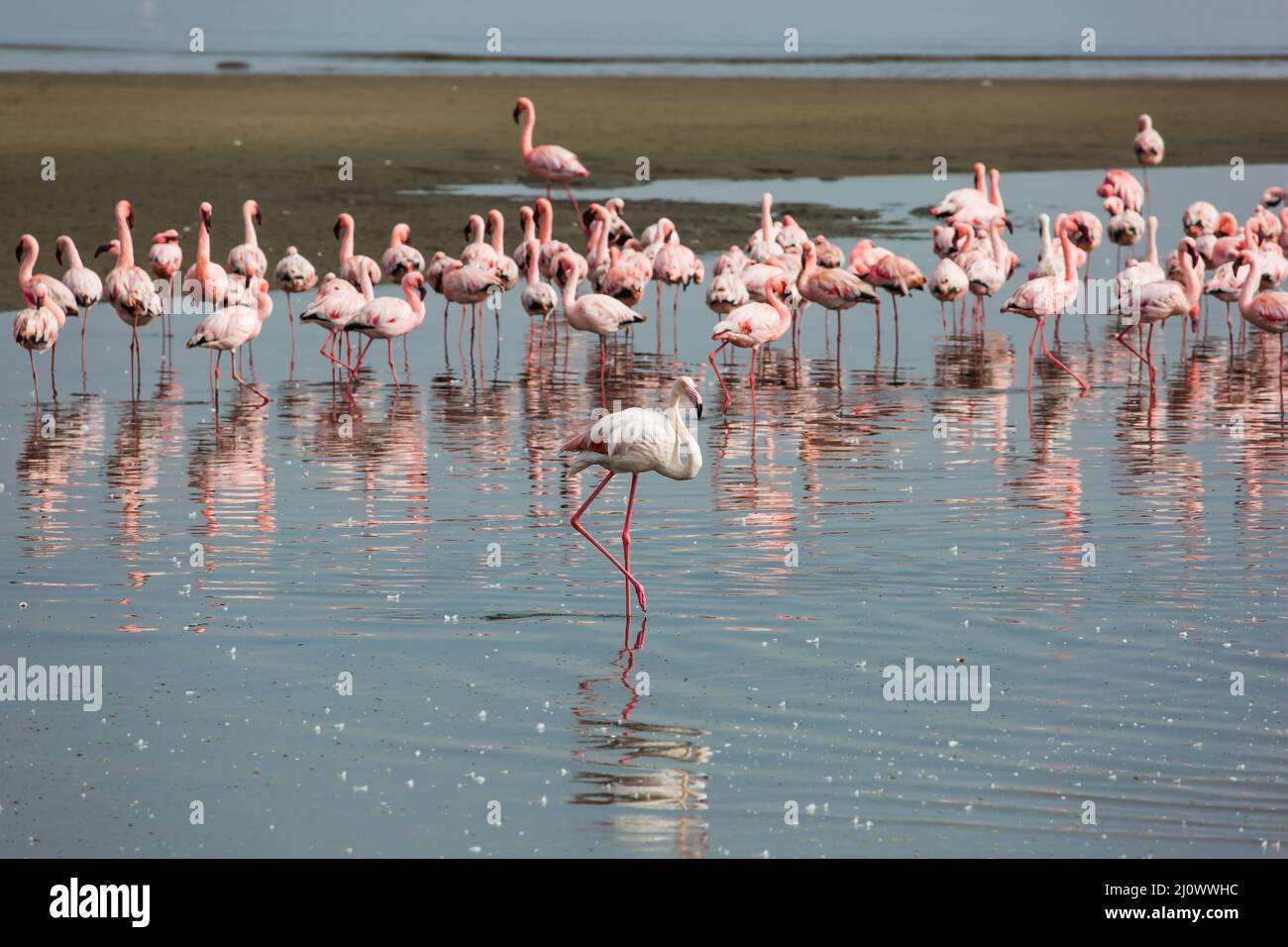 White and pink flamingos Stock Photo