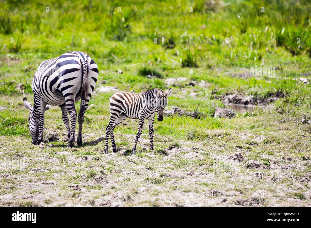 Picturesque family of zebras Stock Photo