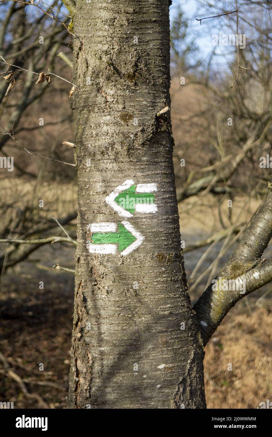Two green direction signs outlined with white color on the cherry tree ...