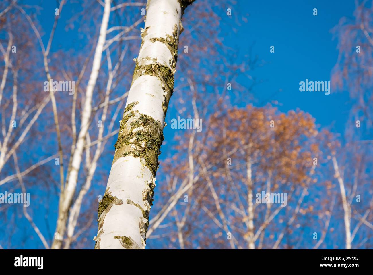 Birch trees in winter with blue sky Stock Photo