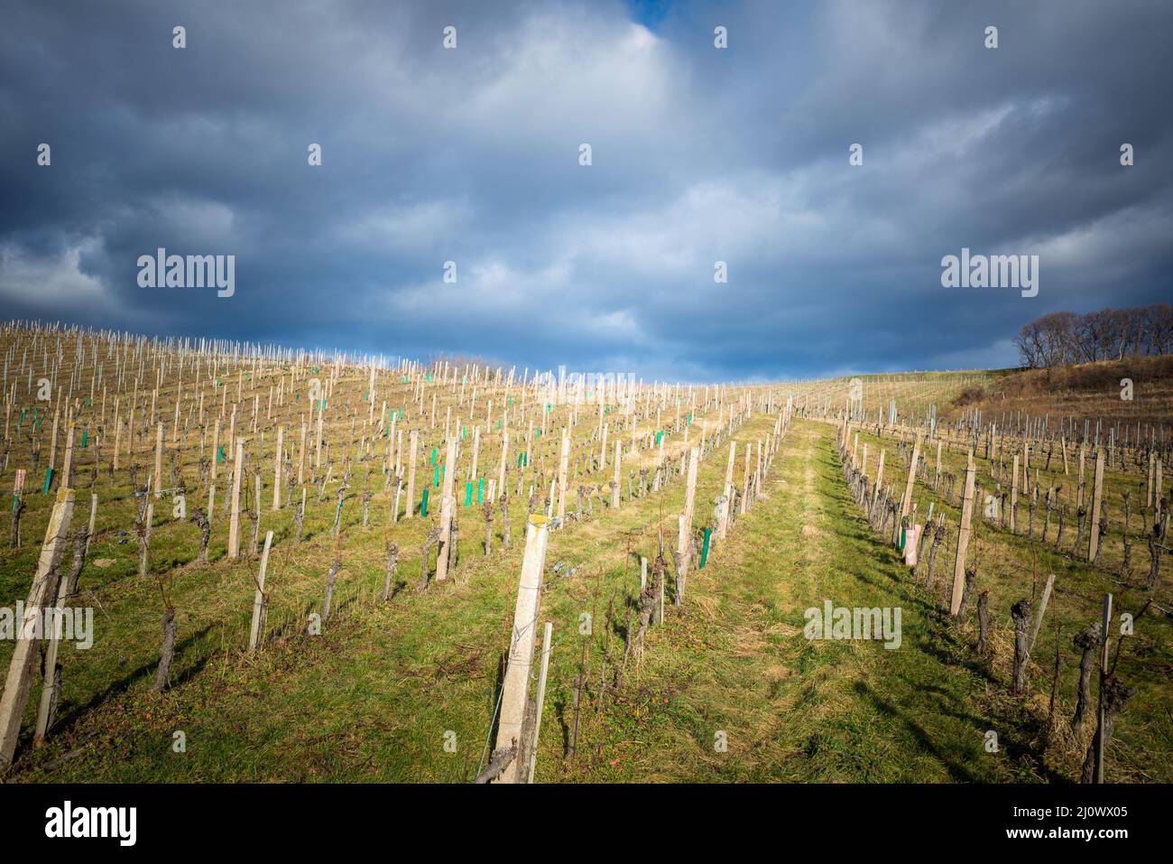 Stormy weather at vineyards in Burgenland Stock Photo