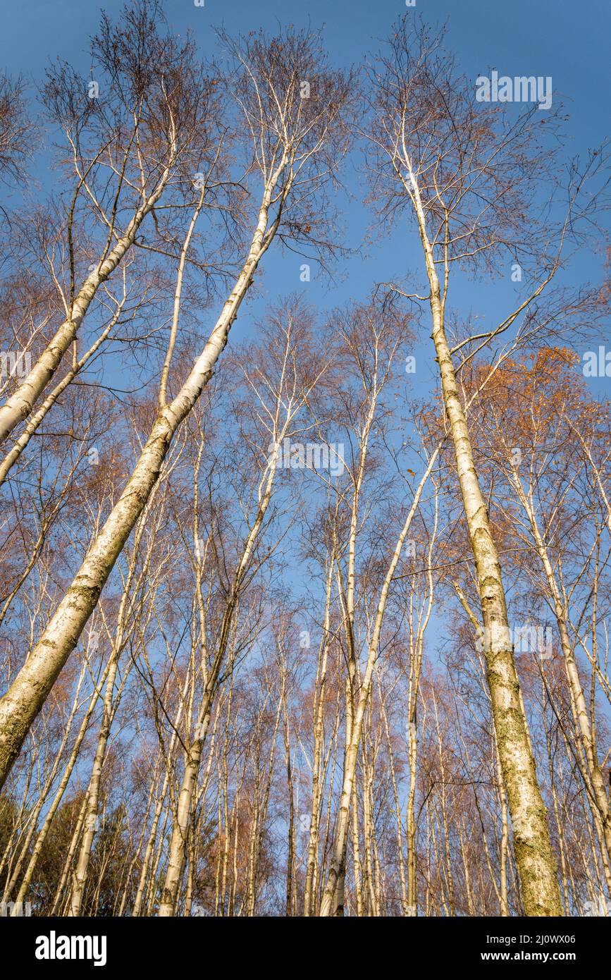 Birch trees in winter with blue sky Stock Photo
