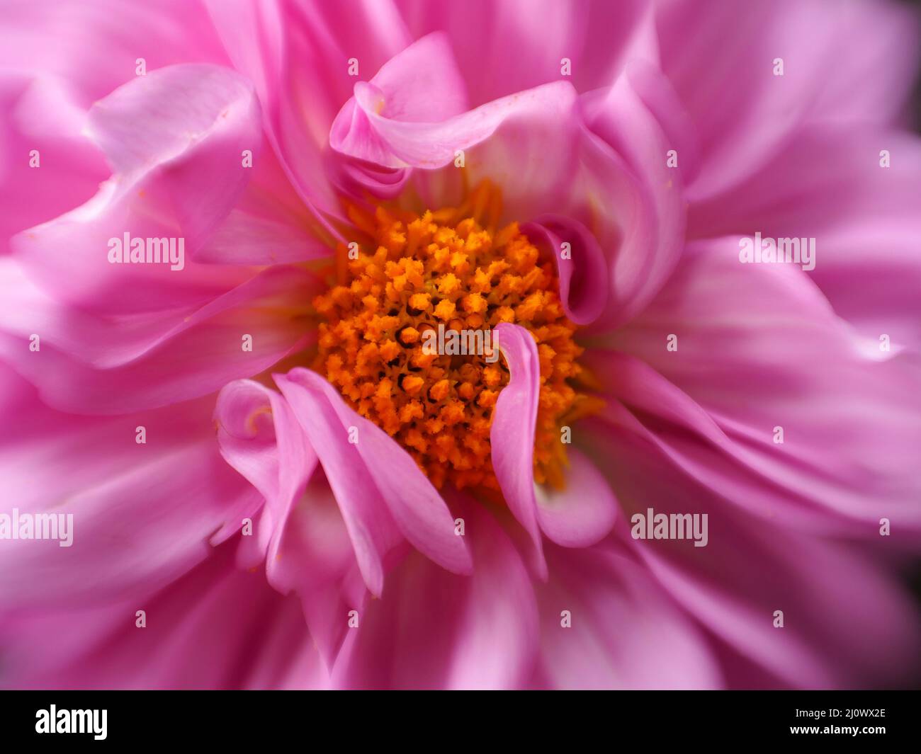 Pale pink dahlia hi-res stock photography and images - Alamy