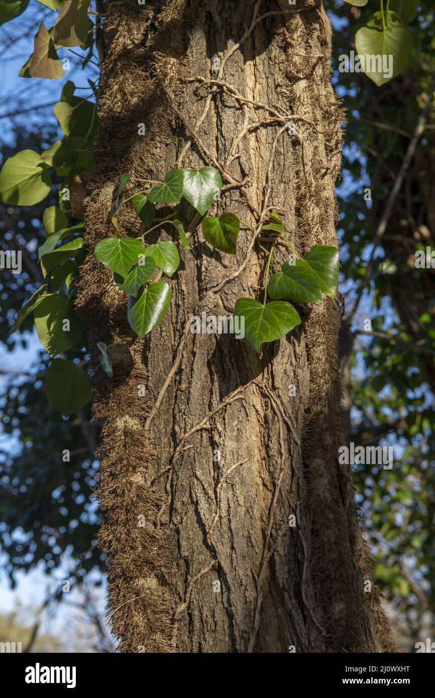 Common Ivy (Hedera helix) clinging on a tree trunk in the forest. The plant is also known as English or European ivy. Stock Photo