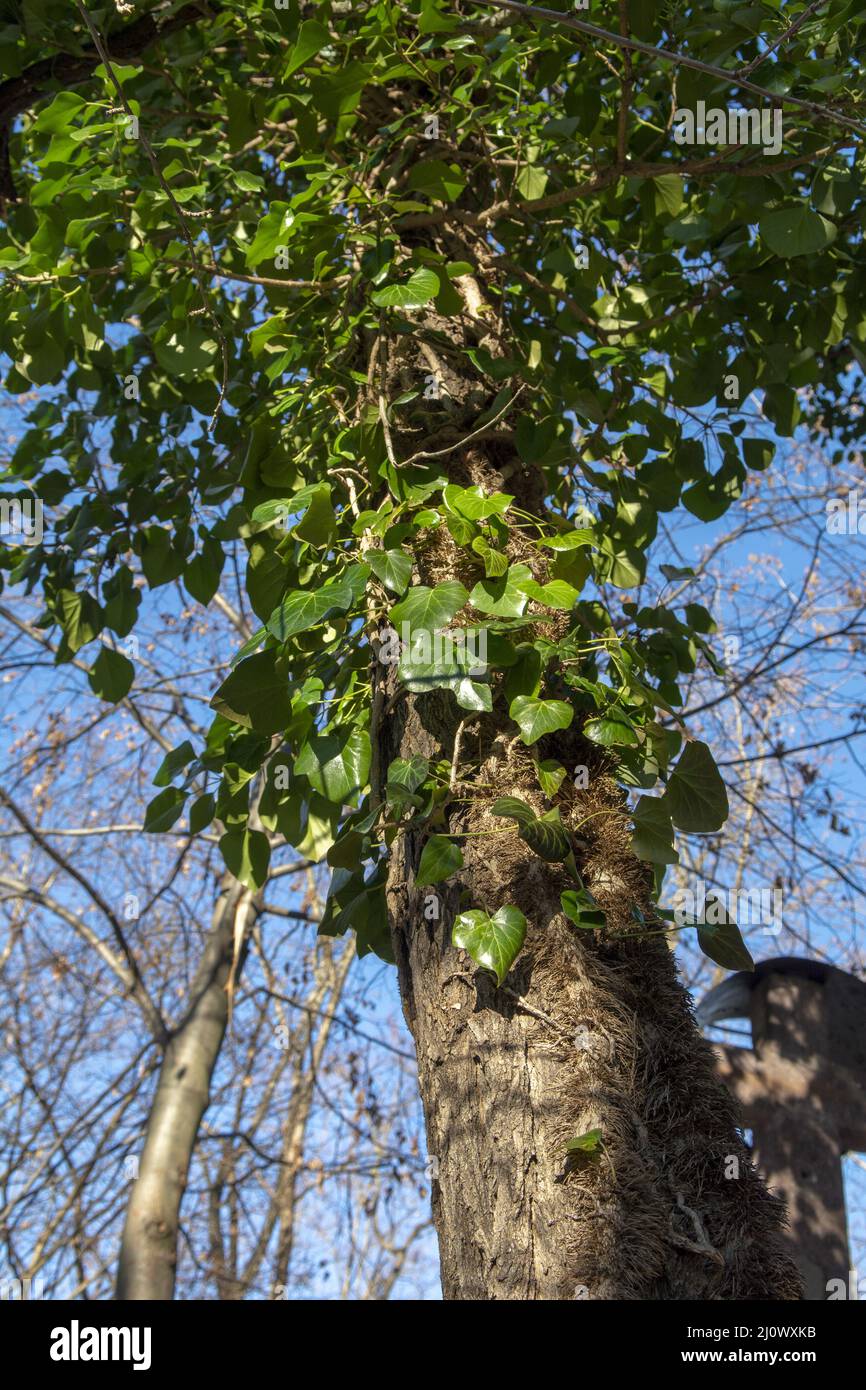 Common Ivy (Hedera helix) clinging on a tree trunk in the forest. The plant is also known as English or European ivy. Stock Photo