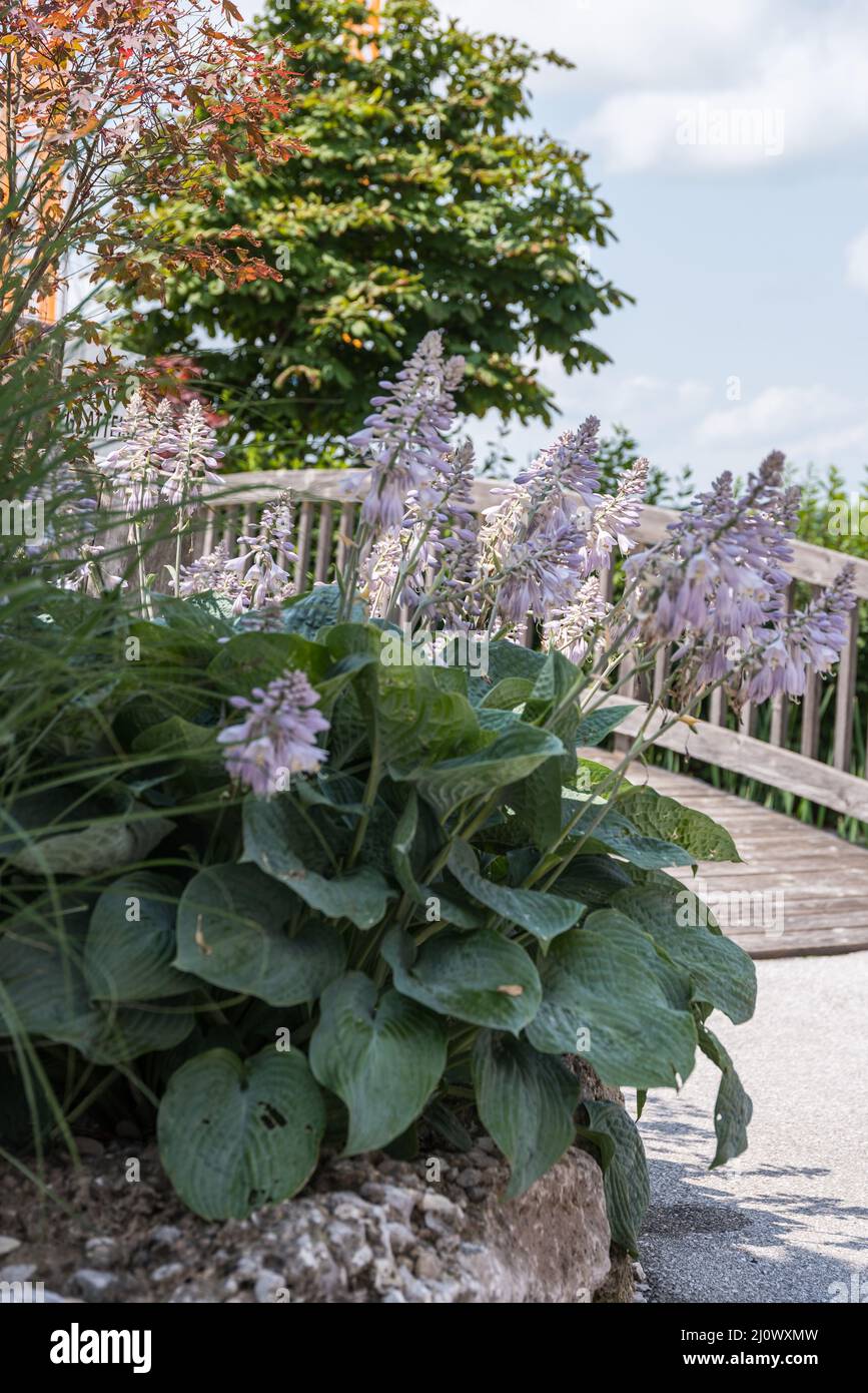 Decorative and idyllic garden design with hosta and wooden bridge Stock Photo