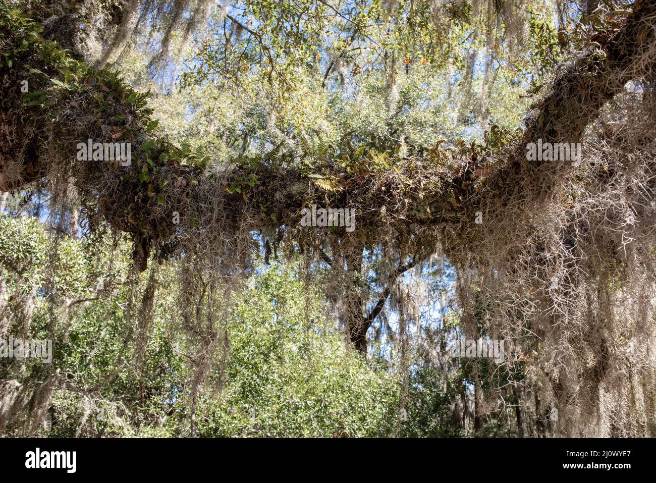 South Carolina is infamous for its spanish moss draped oak trees which