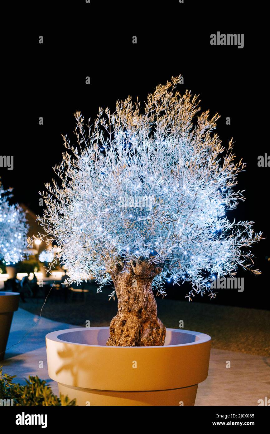 Olive tree in a pot, decorated with a white garland for christmas. Celebrating the New Year in countries with a warm climate. Stock Photo