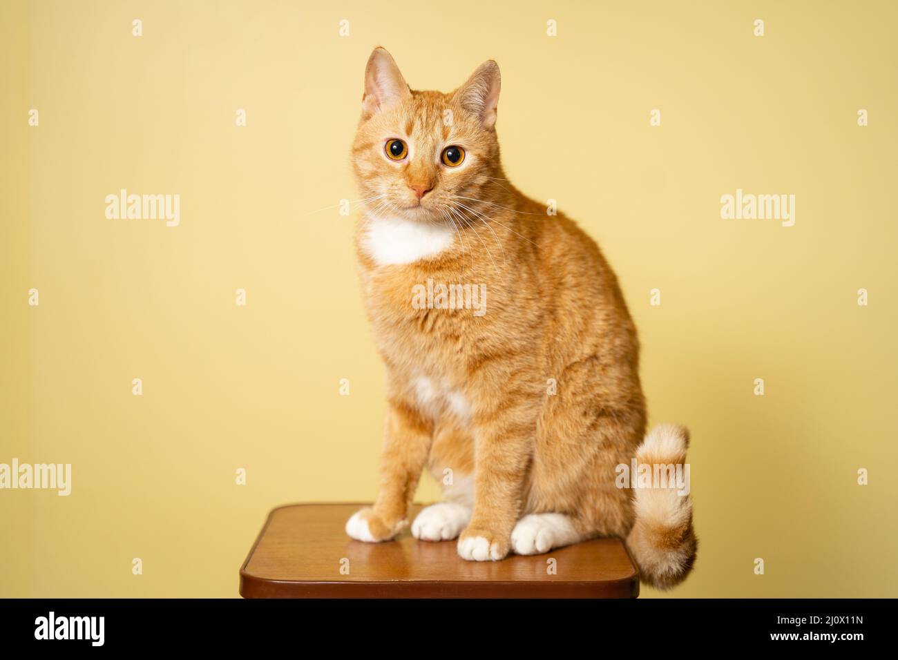 Cute adult red cat with white stripes sits posing on chair in studio against yellow background. Red-haired cat on background of Stock Photo