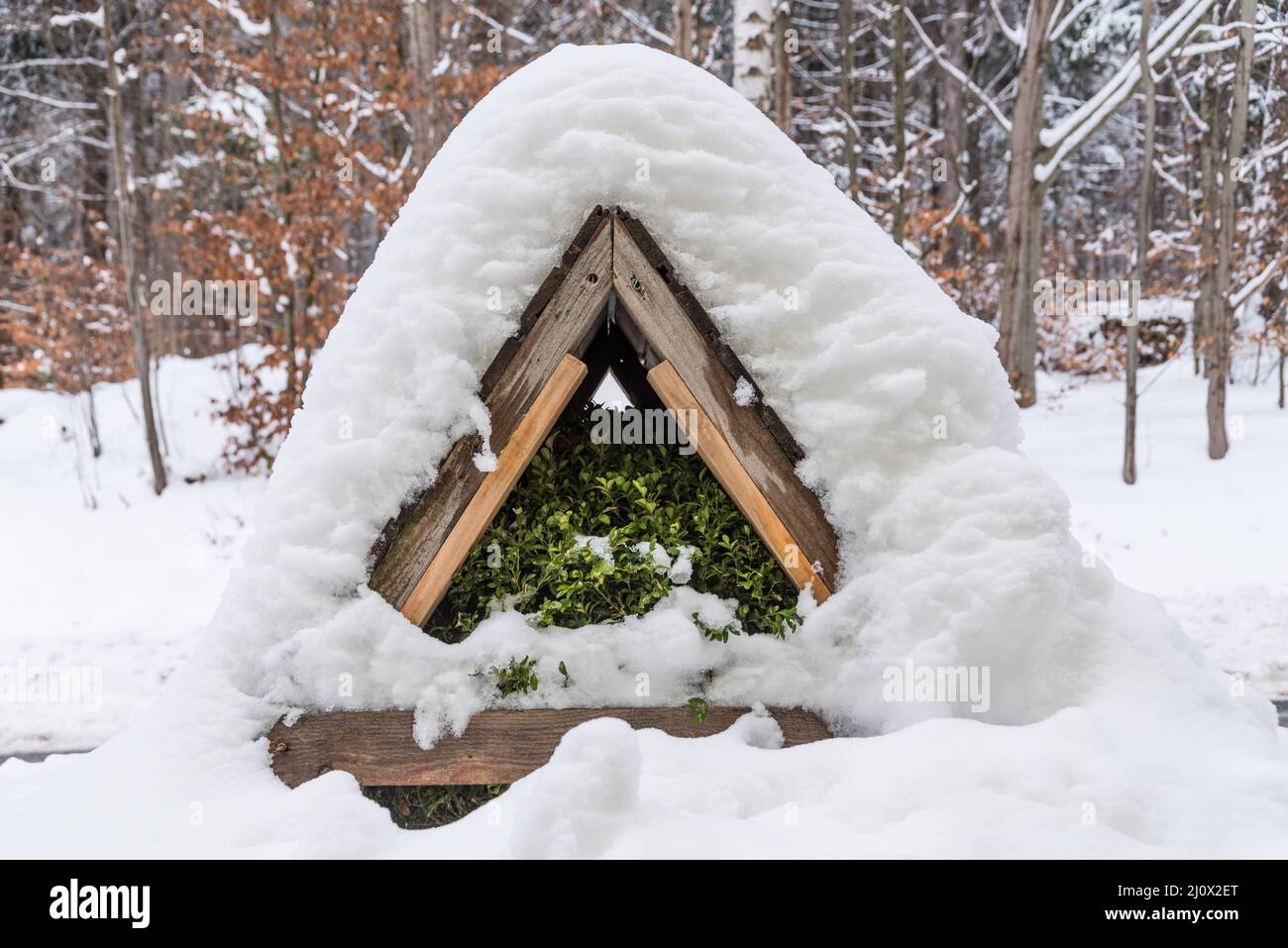 Wooden roof as winter protection for boxwood in the garden - snow cover Stock Photo