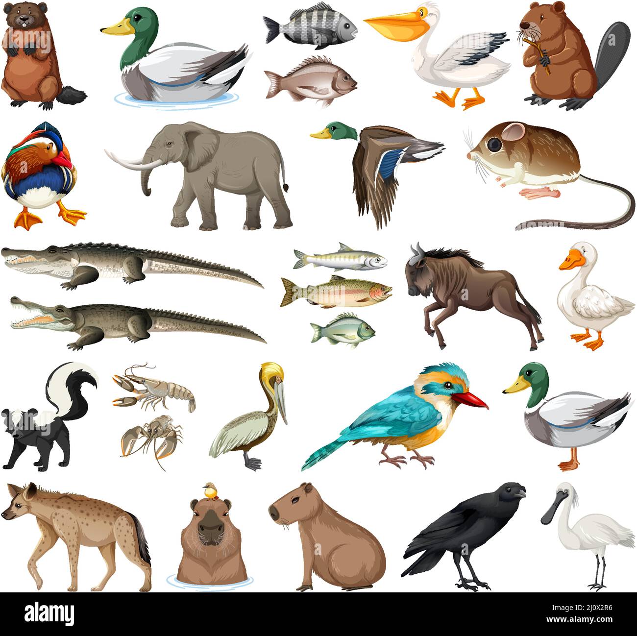 Different kinds of animals collection illustration Stock Vector Image & Art - Alamy Different kinds of animals collection illustration Stock Vector Image & Art - Alamy